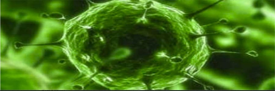 salmonella on holiday | Make a compensation claim