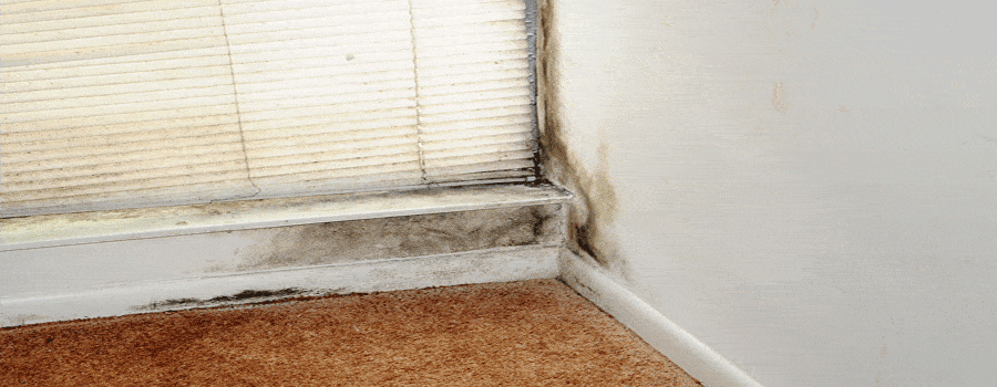 Is your Rented Property Affected by Damp? - Treadstone Law